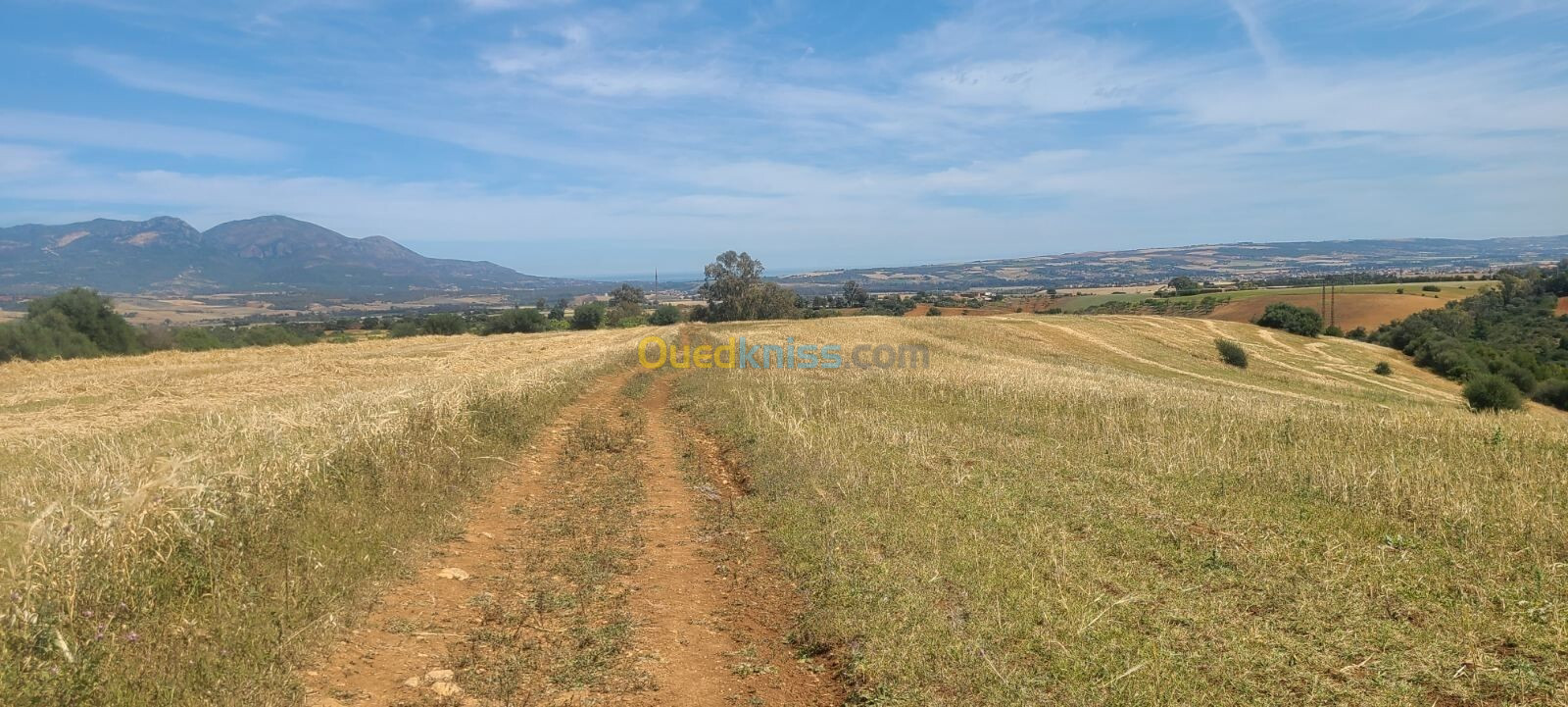 Vente Terrain Agricole Tipaza Meurad