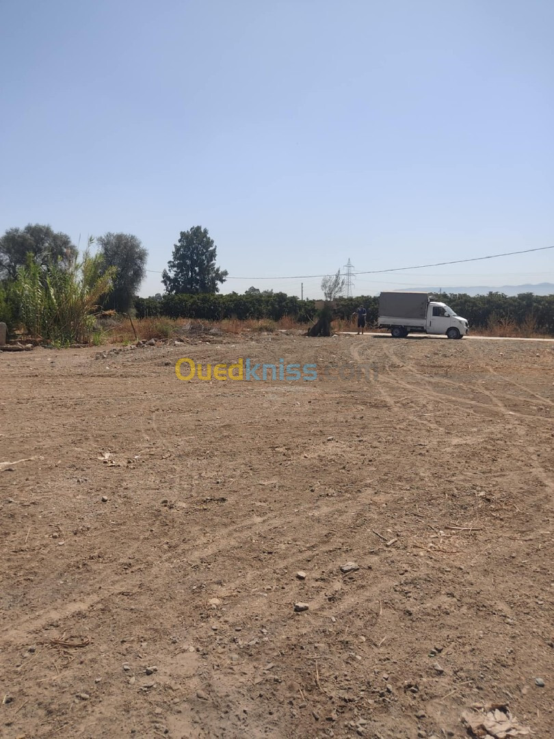 Vente Terrain Tipaza Attatba