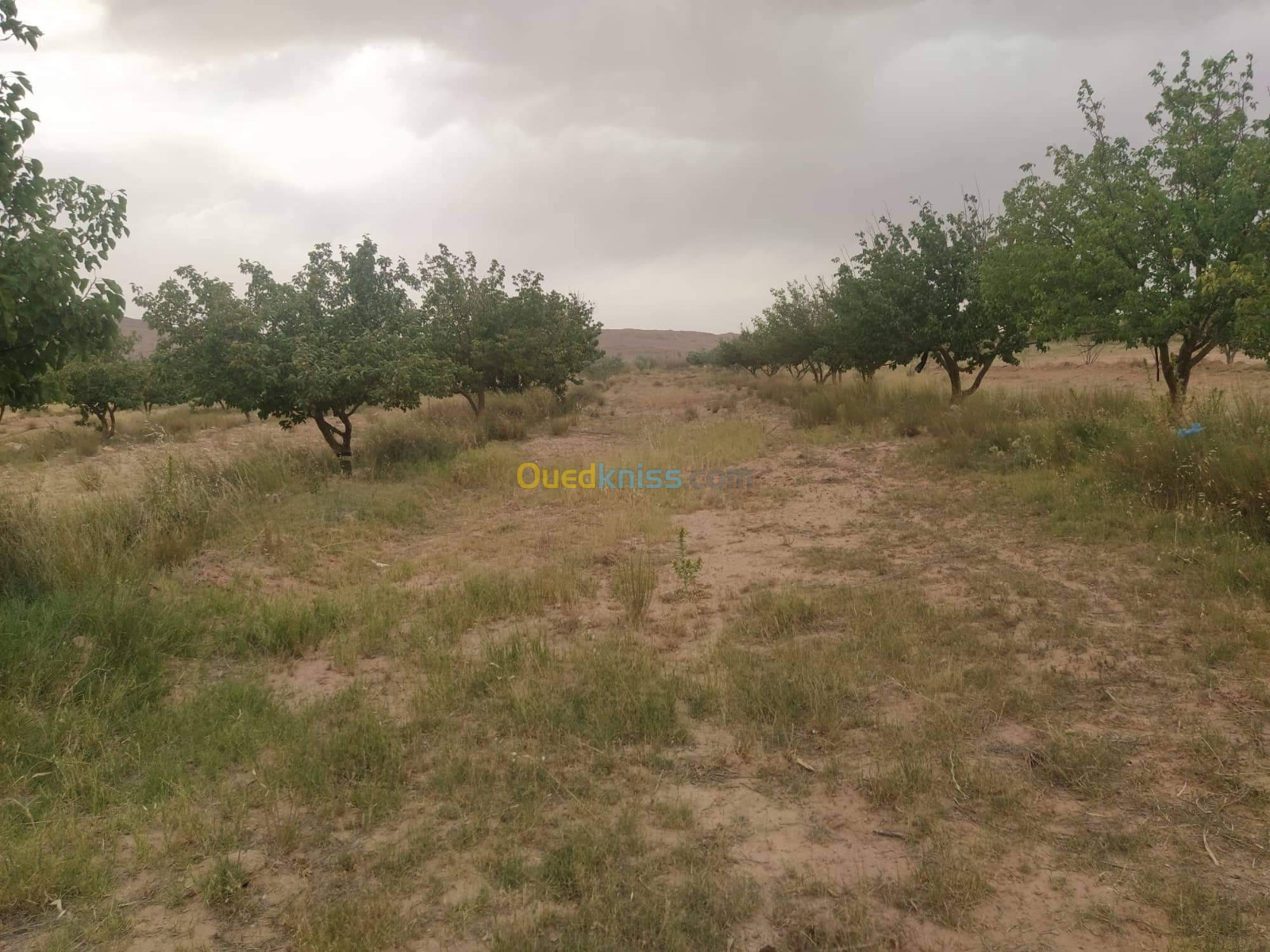 Vente Terrain Agricole Djelfa Ain el ibel