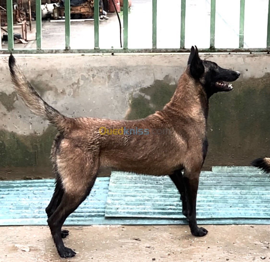 femelle malinois masque noir 