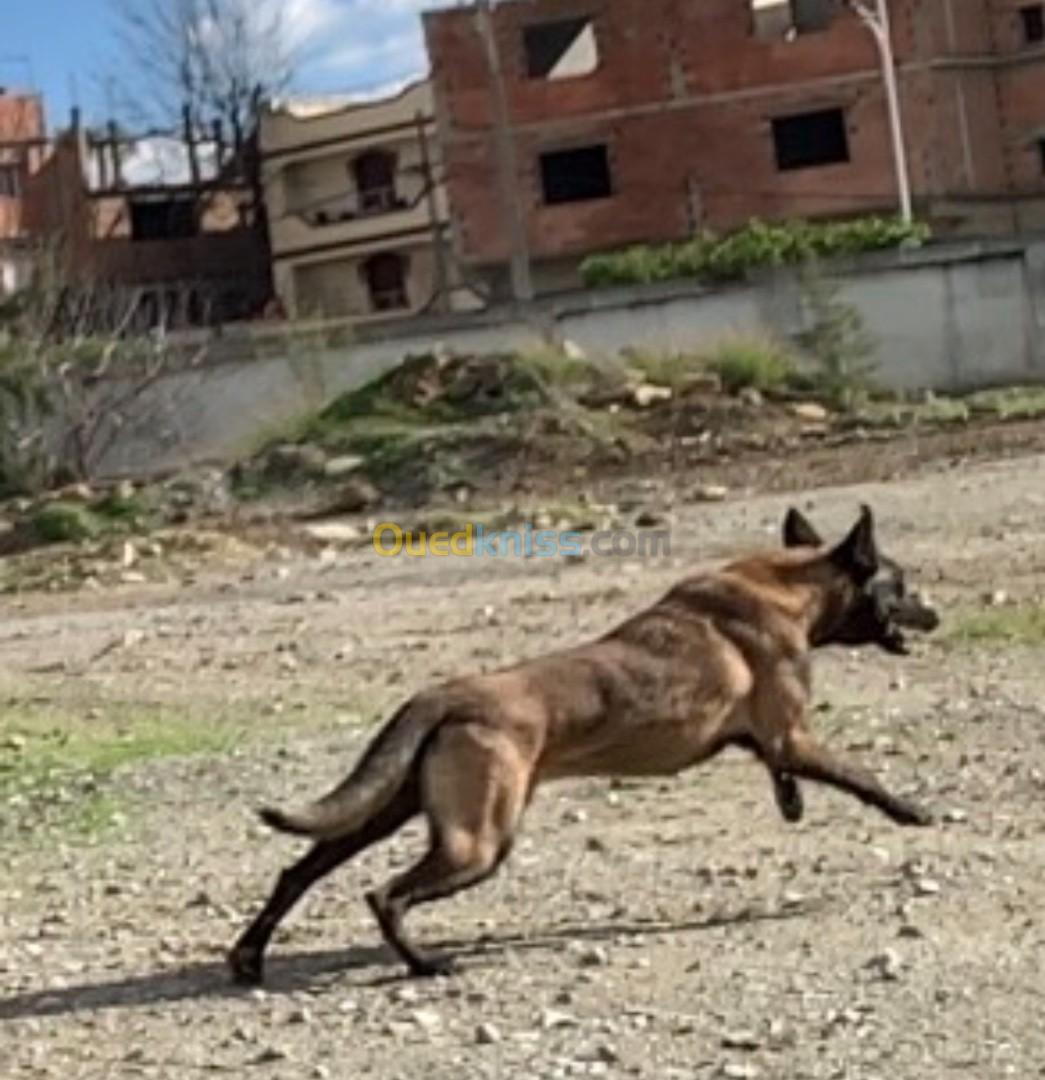 femelle malinois masque noir 