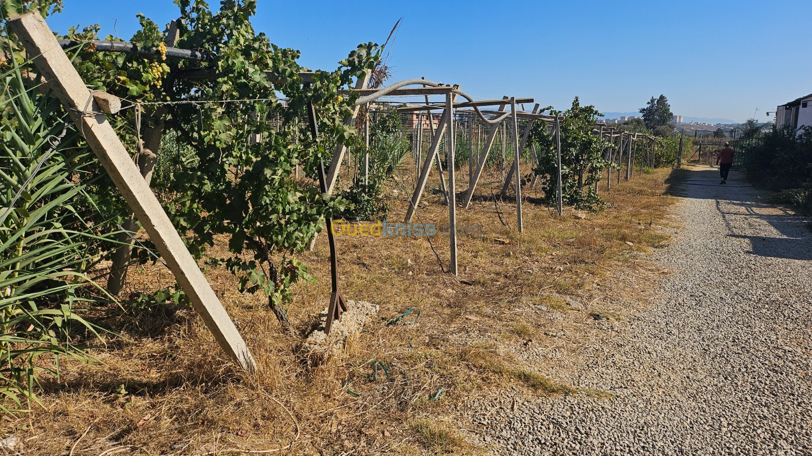 Vente Terrain Agricole Alger Souidania