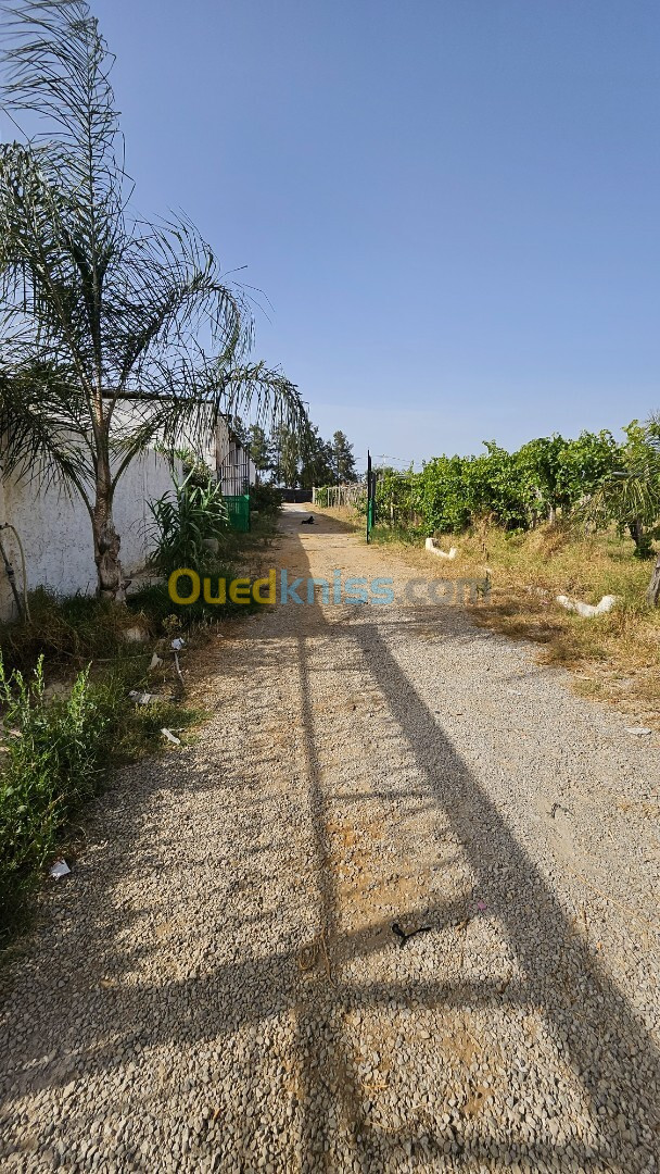 Vente Terrain Agricole Alger Souidania