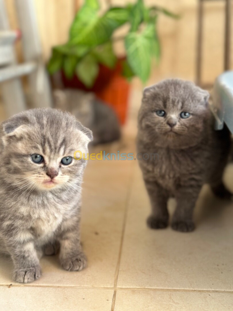 Chatons British et scottish 