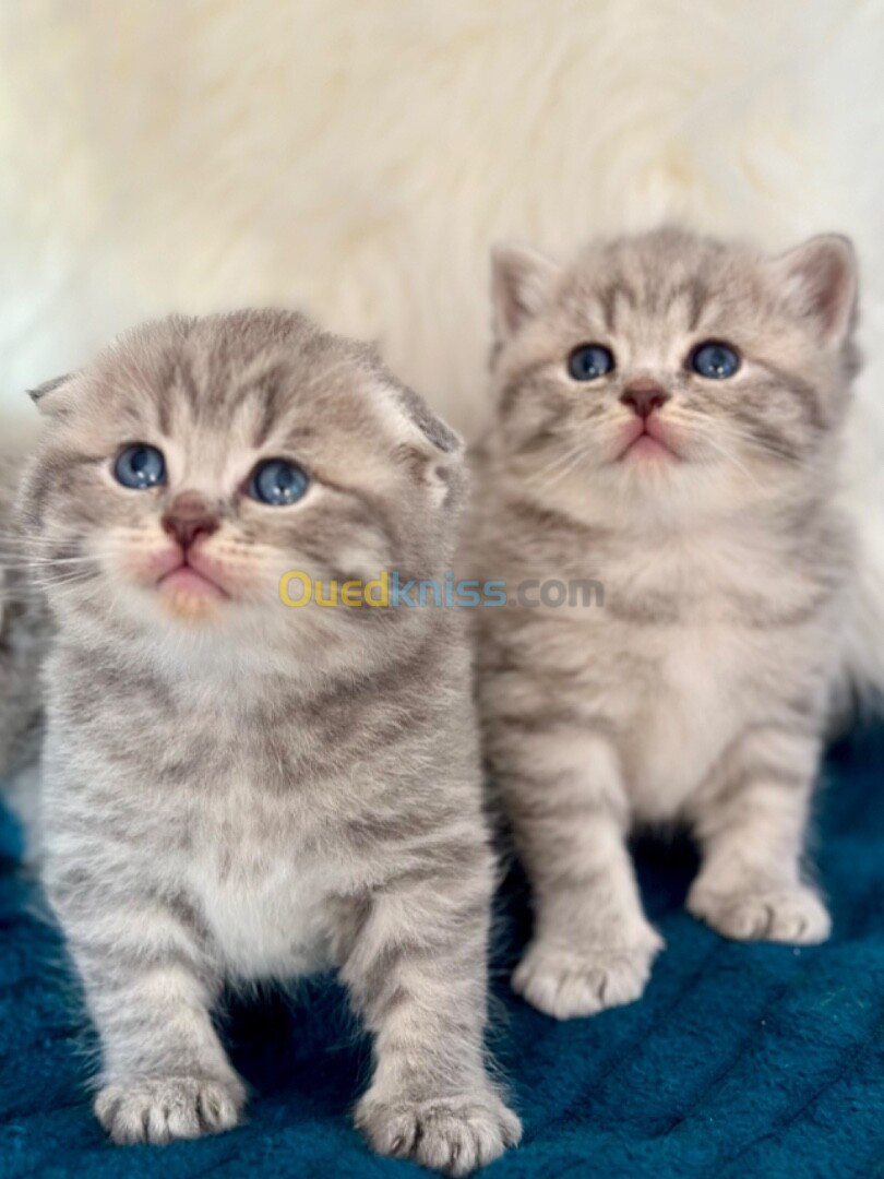 Chatons British et scottish 