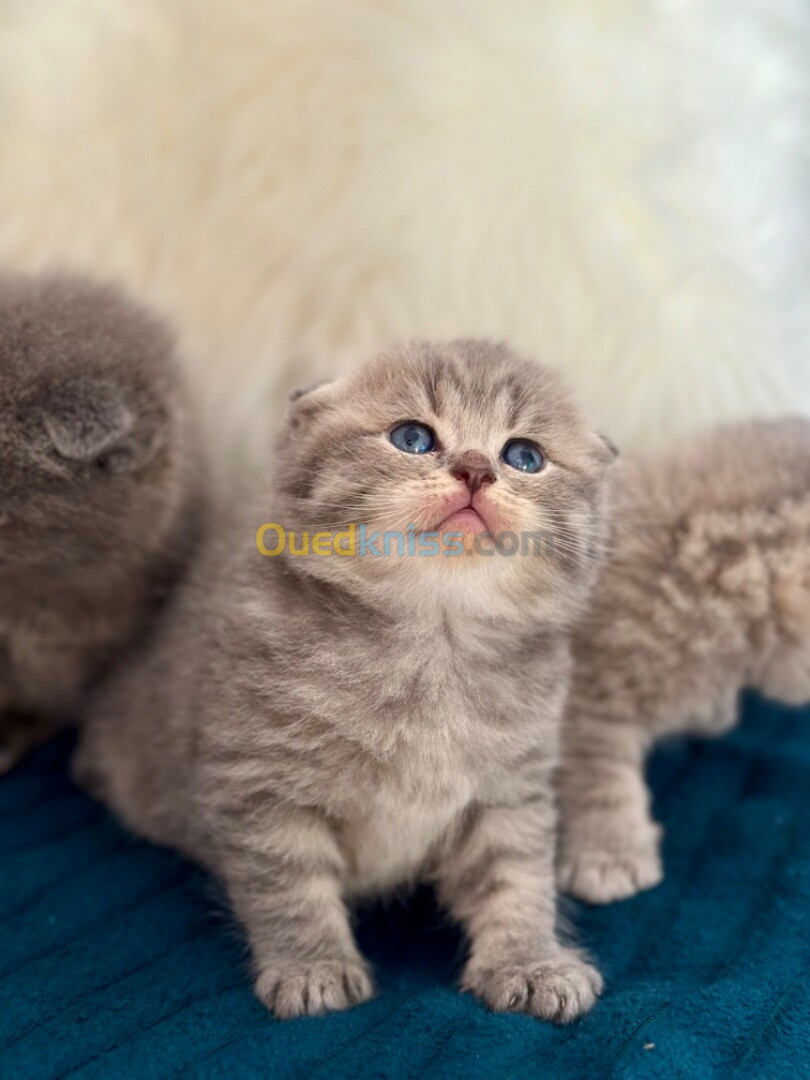 Chatons British et scottish 