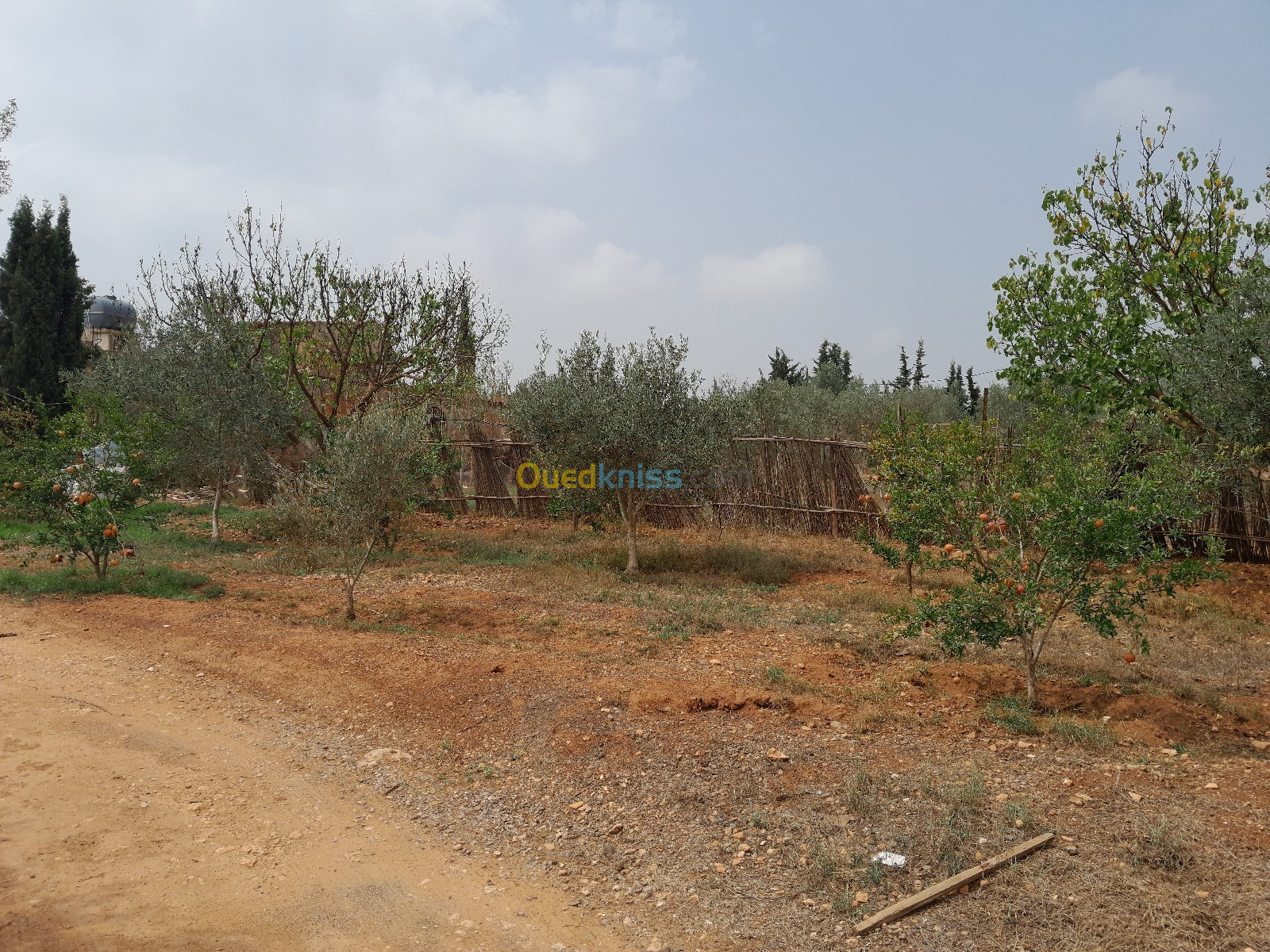 Vente Terrain Mostaganem Kheireddine