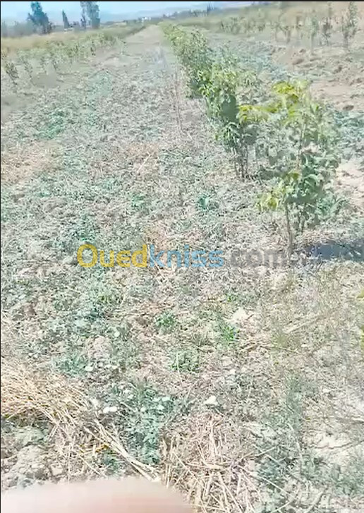 Vente Terrain Agricole Aïn Defla Sidi lakhdar