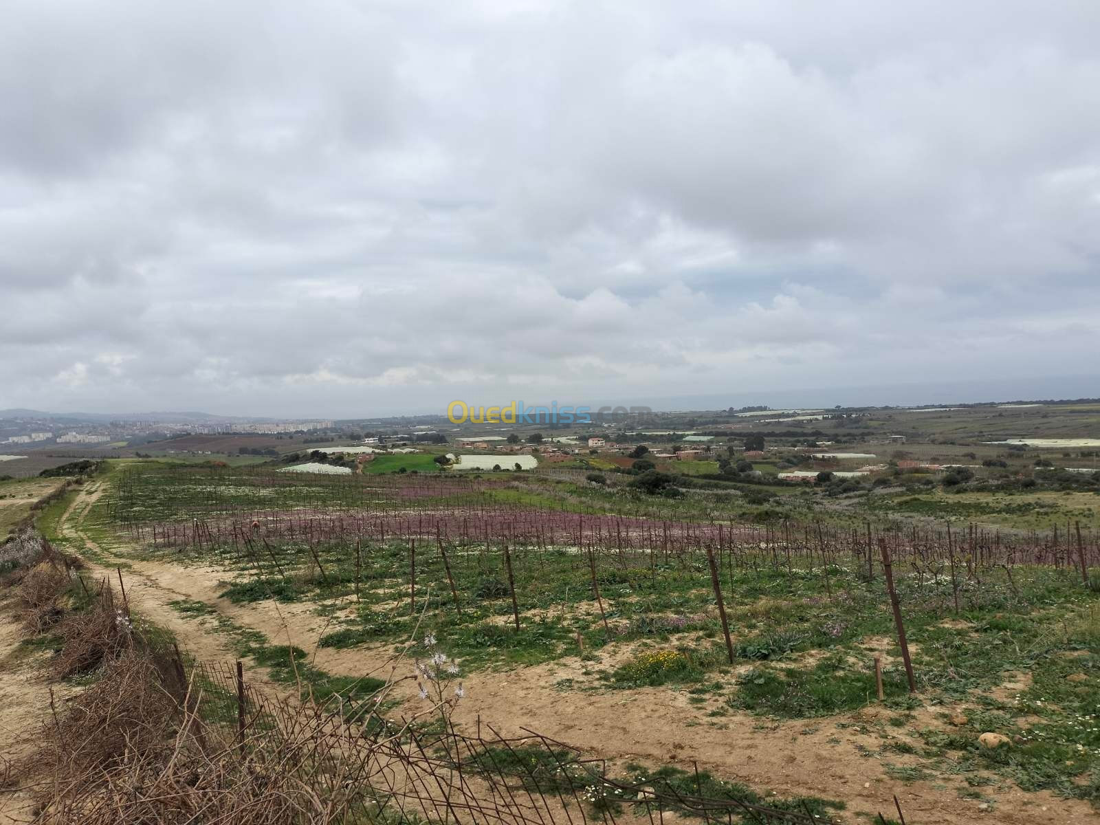 Vente Terrain Agricole Boumerdes Zemmouri