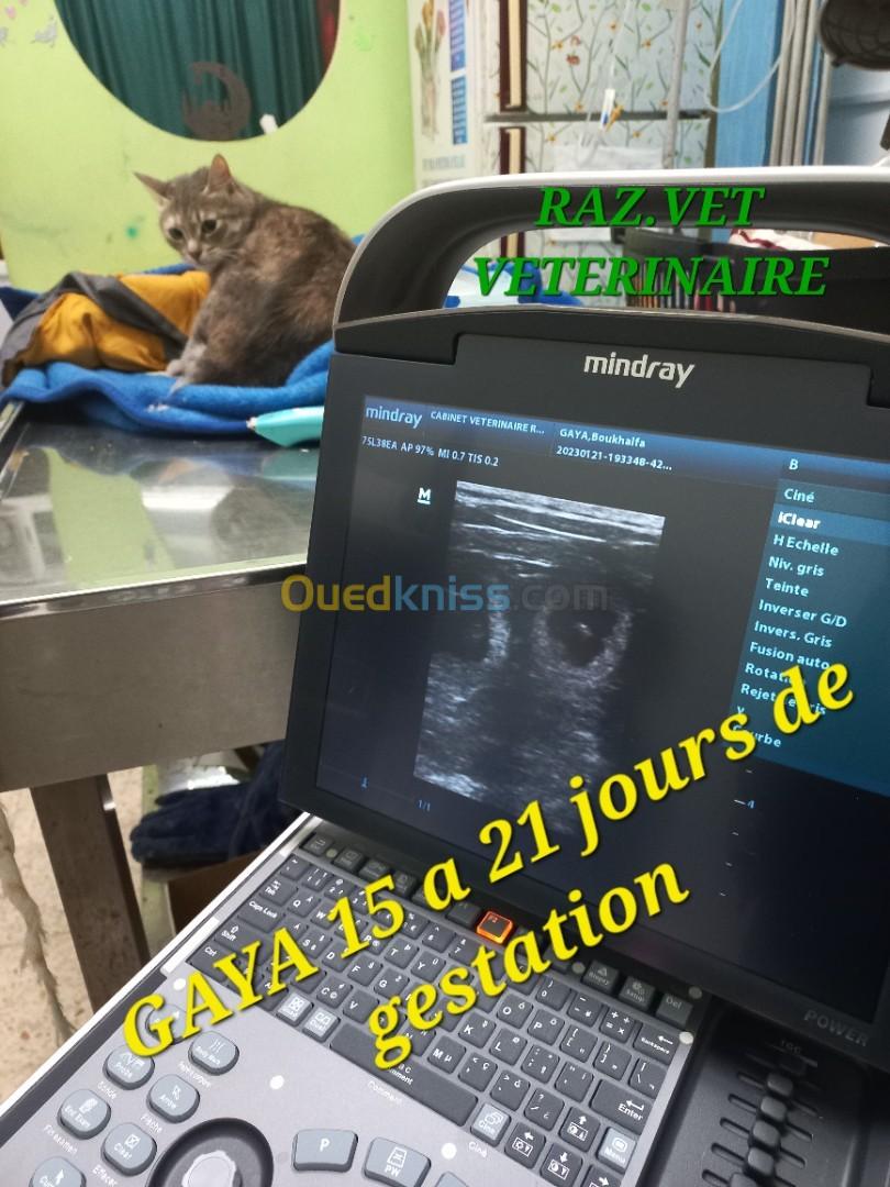 Cabinet vétérinaire santé Animale 