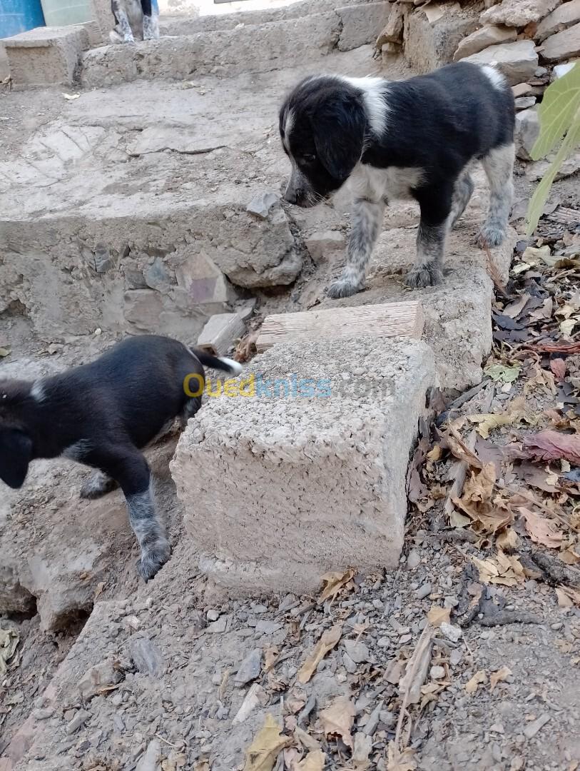 Chien de chasse espagnol bleue de Picardie 