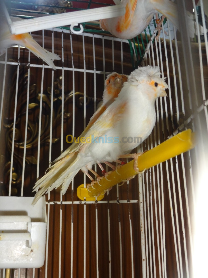 canari mosaique