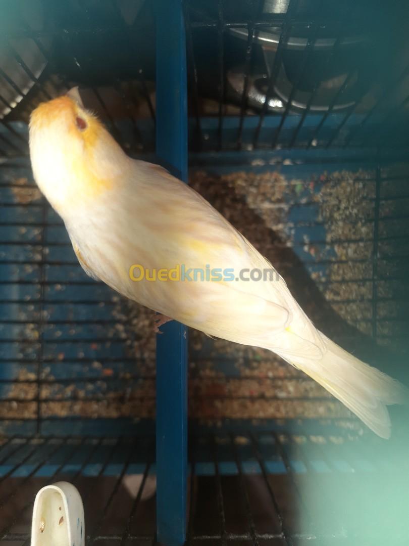 Canari satiné yeux rouge