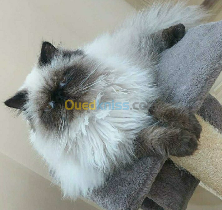 Chats couple persan Himalaya peke face 