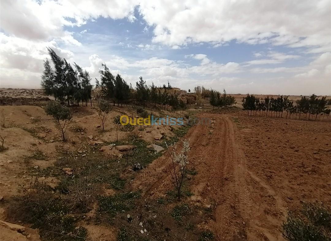 Vente Terrain Agricole Djelfa Had sahary