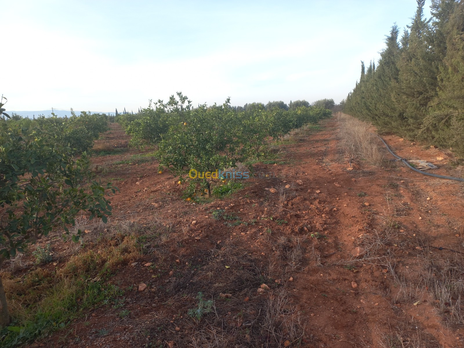 Vente Terrain Agricole Tlemcen Hennaya