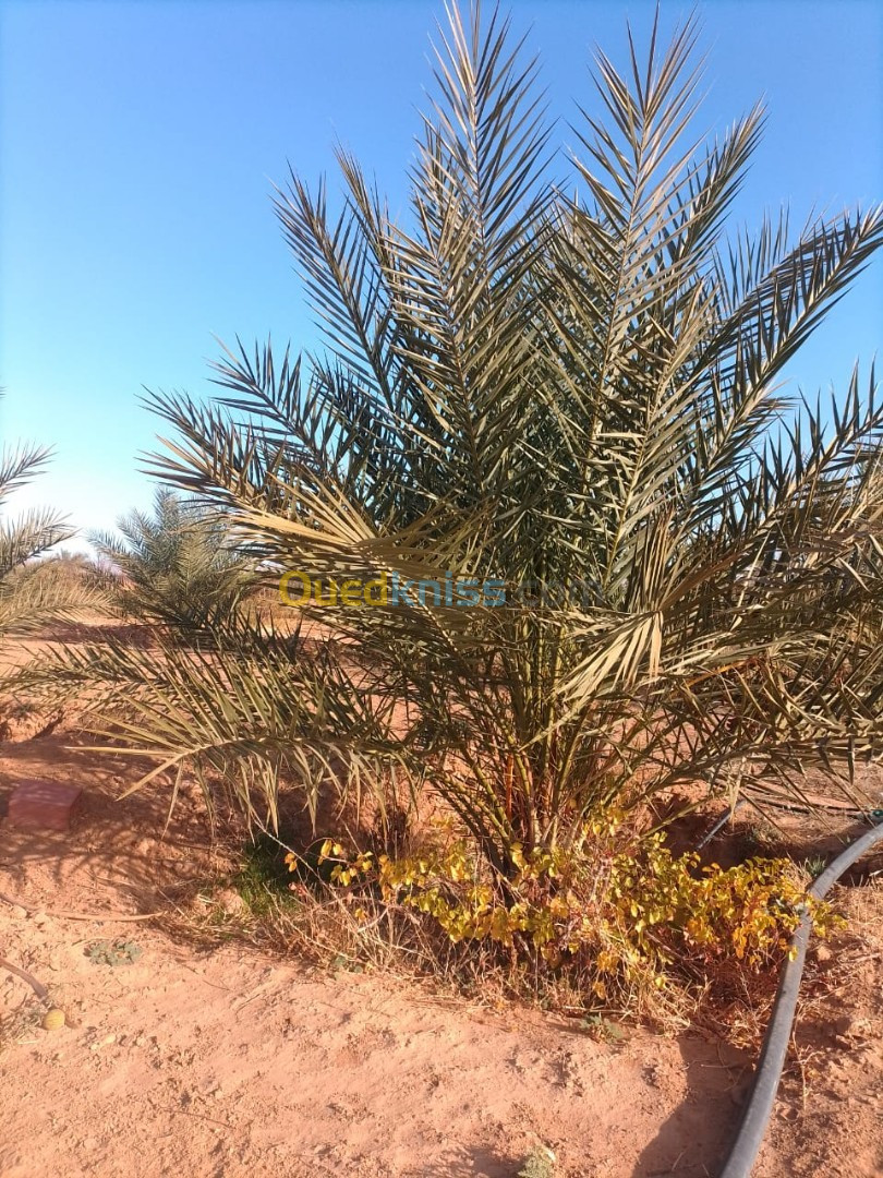 Vente Terrain Agricole Biskra El outaya