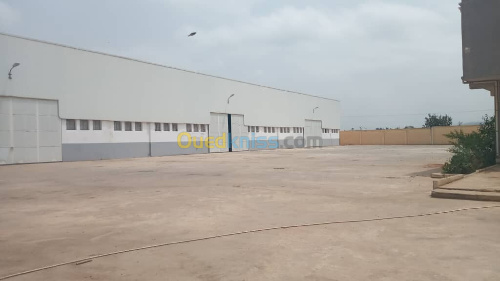 Location Hangar Alger Les eucalyptus