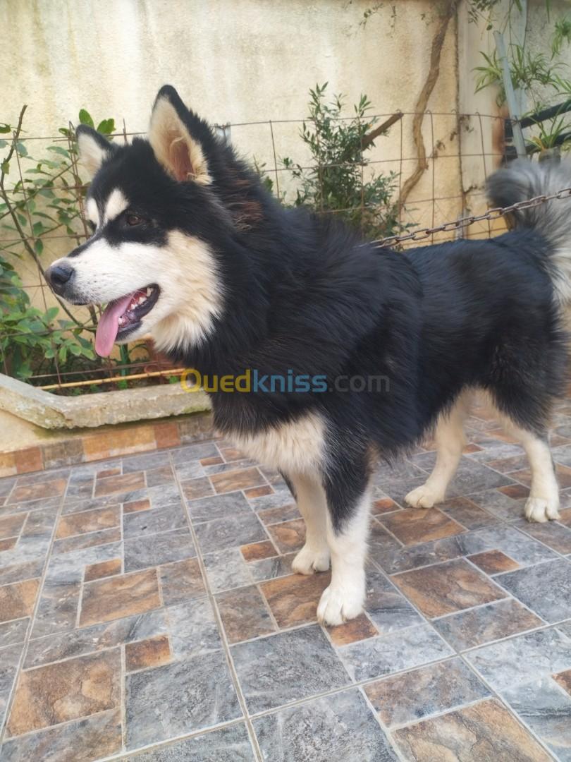 Chien Husky mal 18 mois bon gabarit poil long 