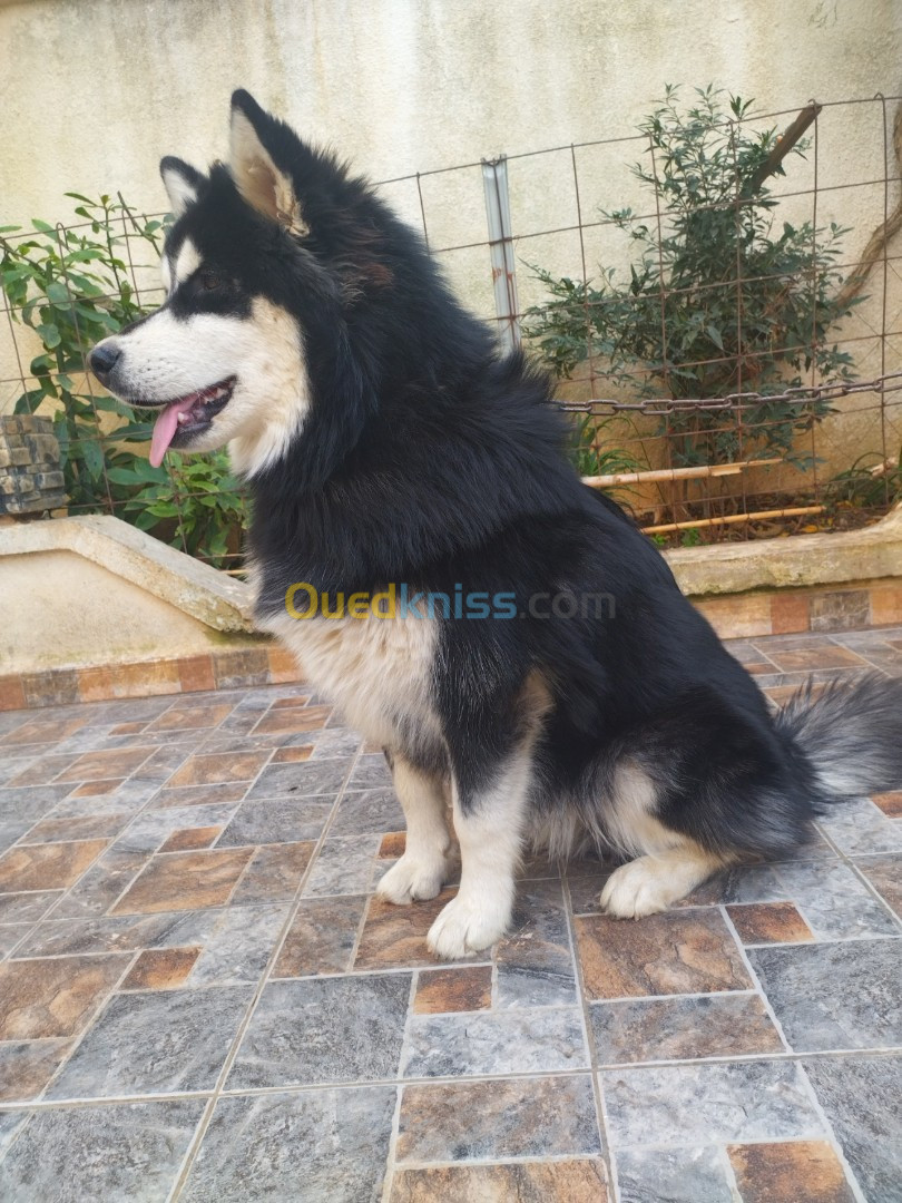 Chien Husky mal 18 mois bon gabarit poil long 