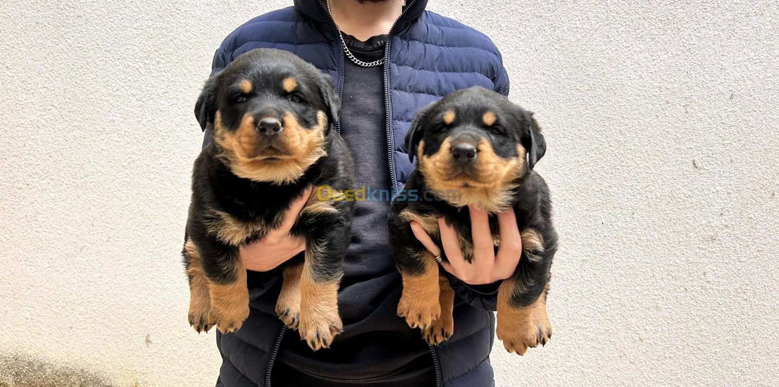 Chiots rotweiller age 30 jours