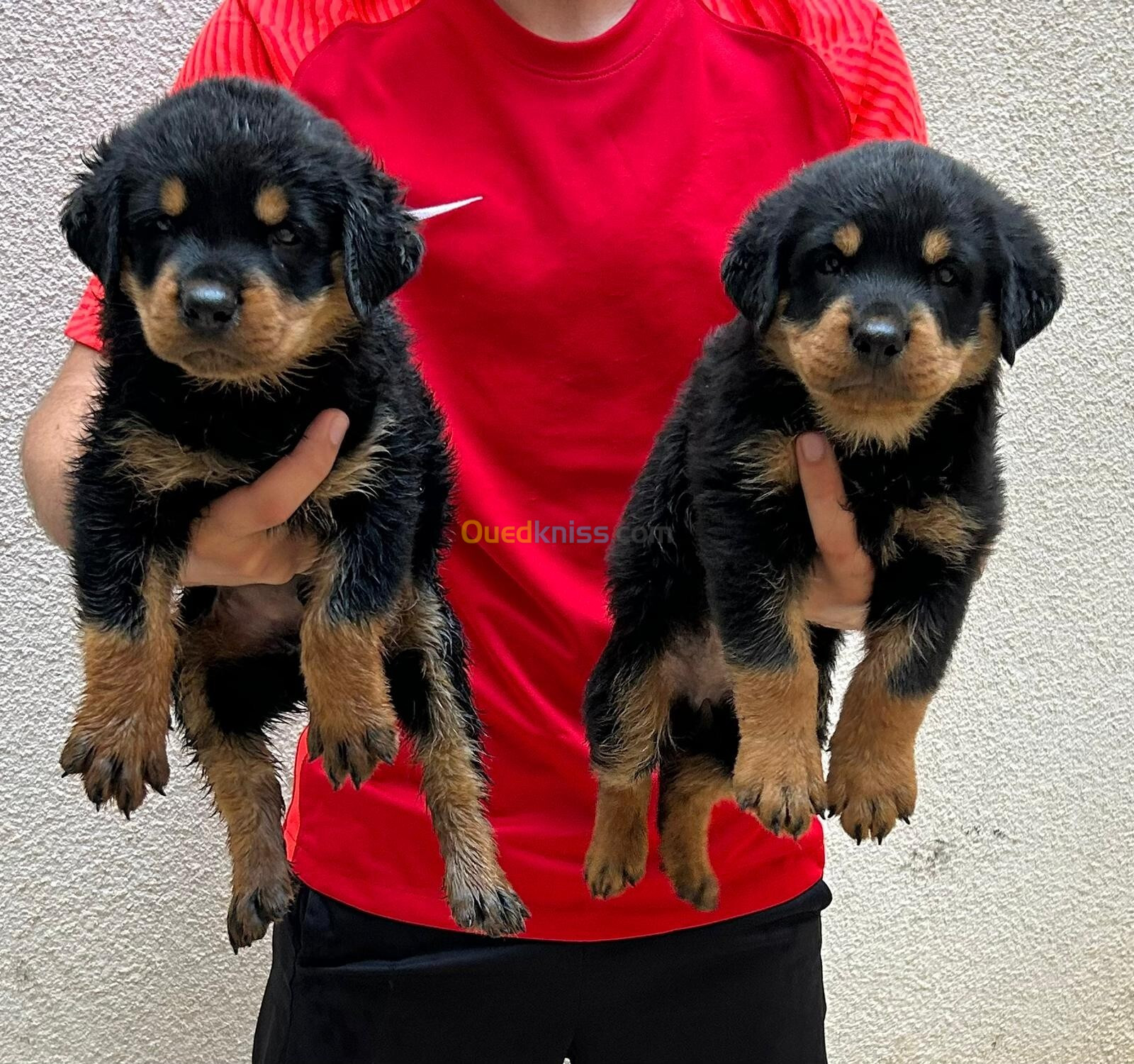 Chiots rotweiller 40jours