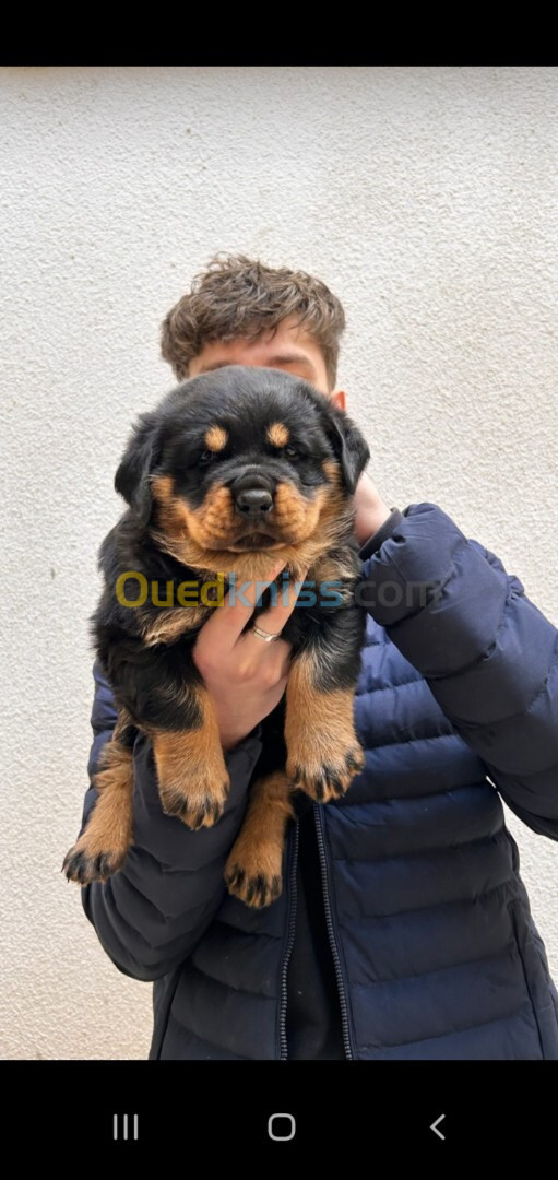 Chiots rotweiller 40jours