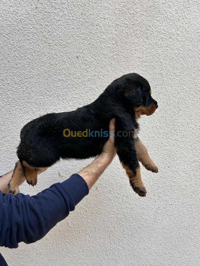 Femelle rotweiller allemand geant