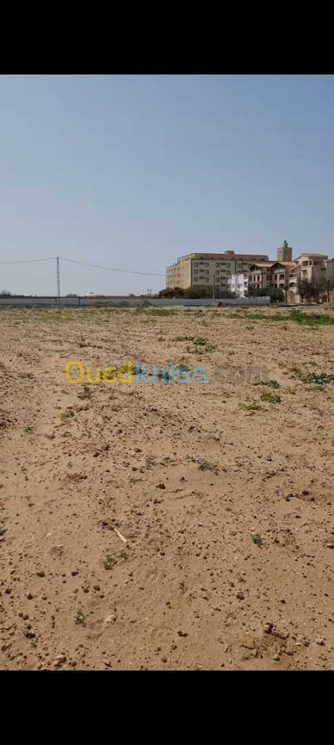 Sell Farmland Alger Staoueli