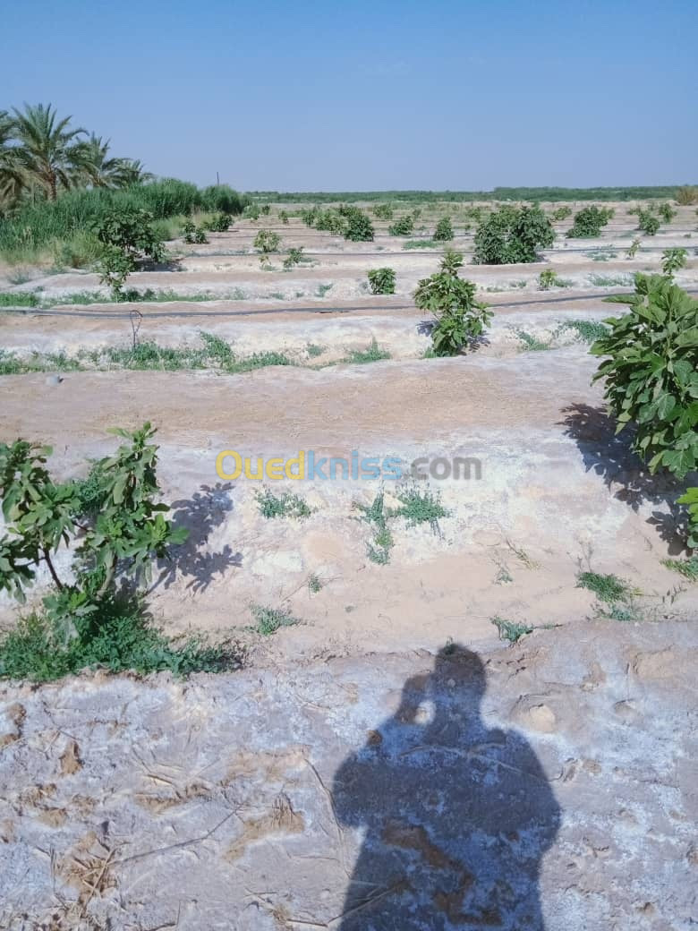 Vente Terrain Biskra Lioua