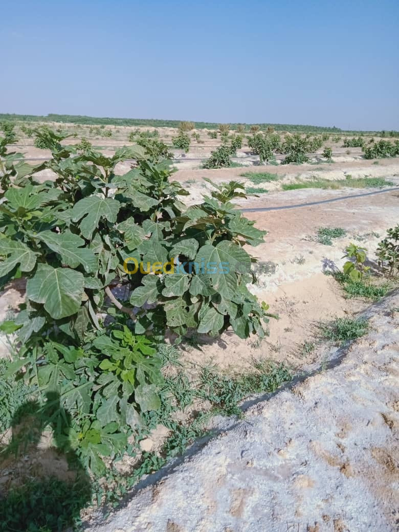 Vente Terrain Biskra Lioua