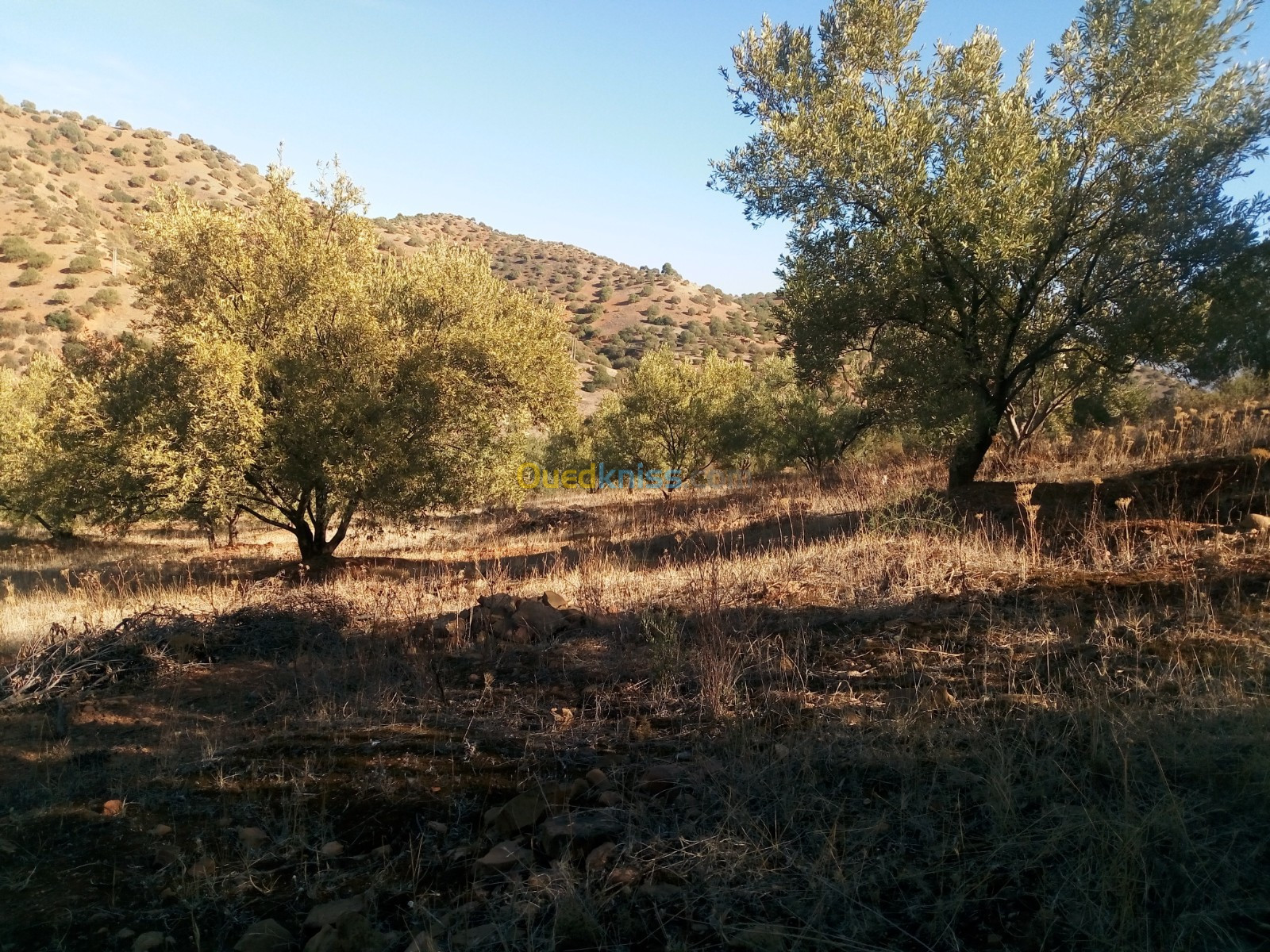 Vente Terrain Bouira Chorfa