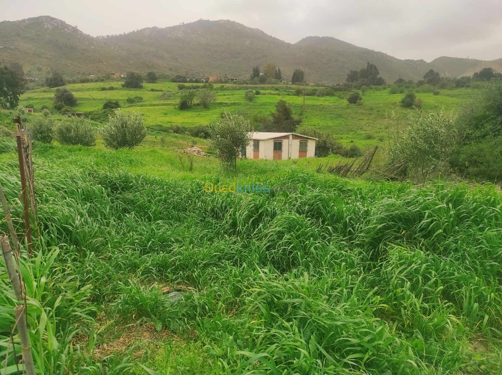 Vente Terrain Boumerdès Keddara