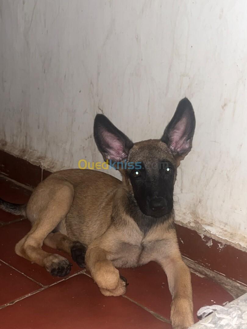  femelle Malinois 3mois