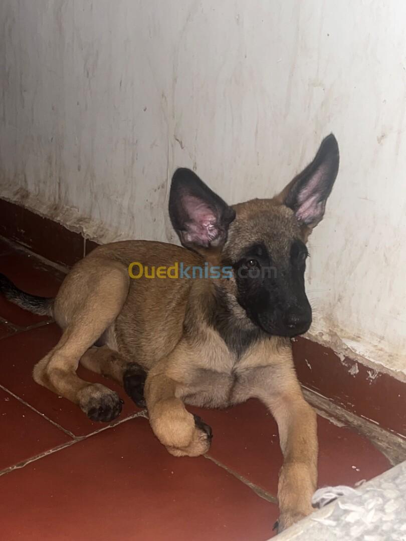  femelle Malinois 3mois