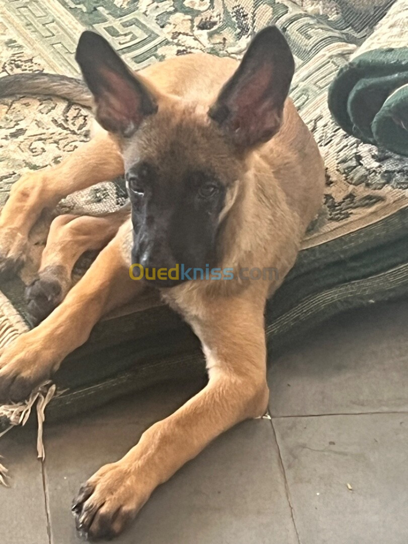  femelle Malinois 3mois