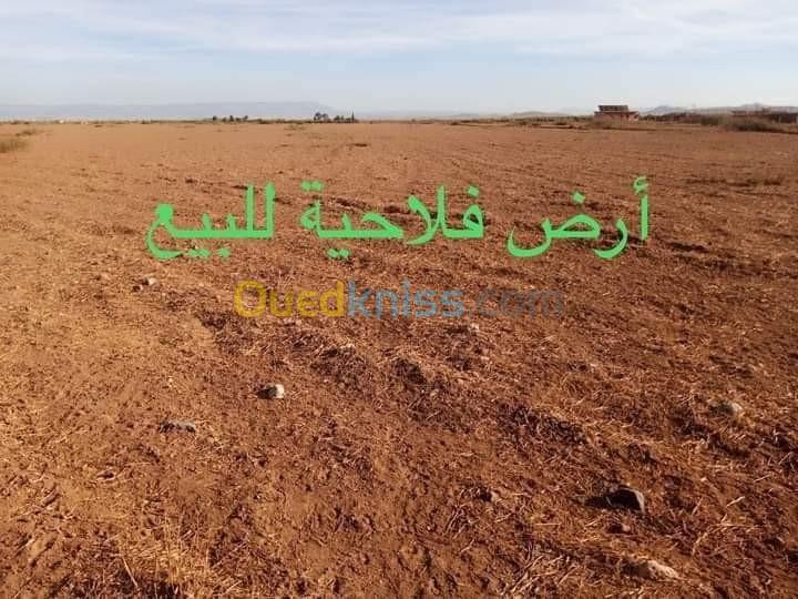 Vente Terrain Agricole Biskra El haouch