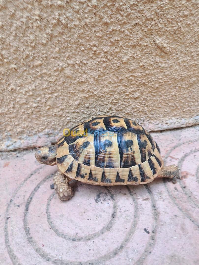 Tortue de race propre 