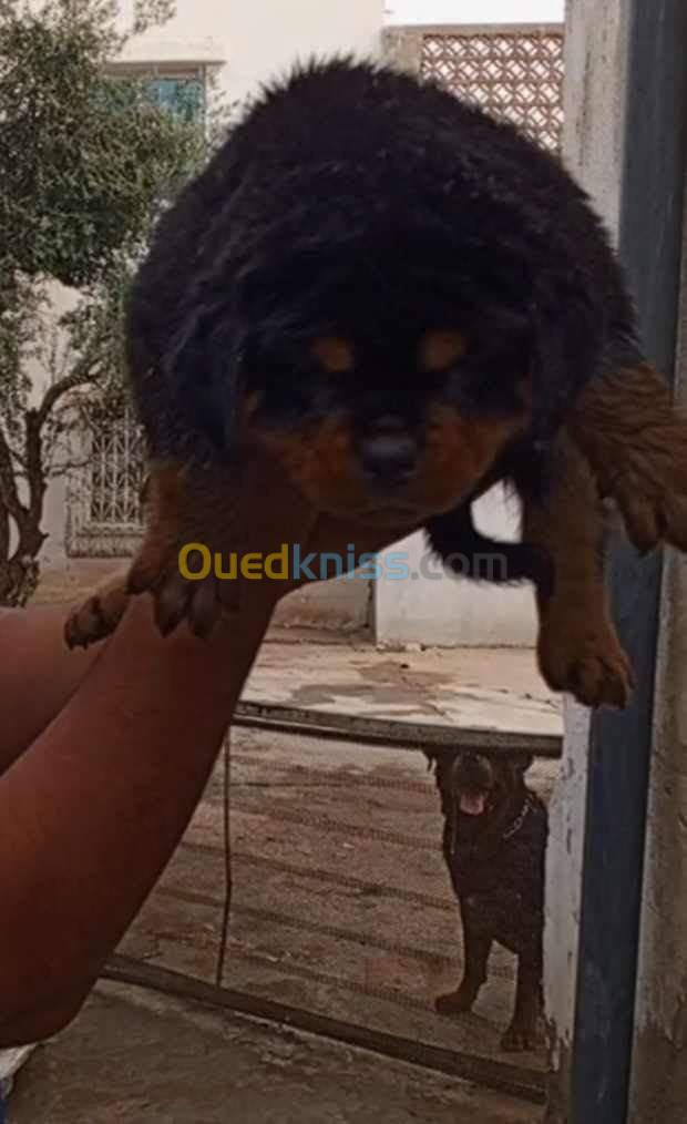 Rottweiler