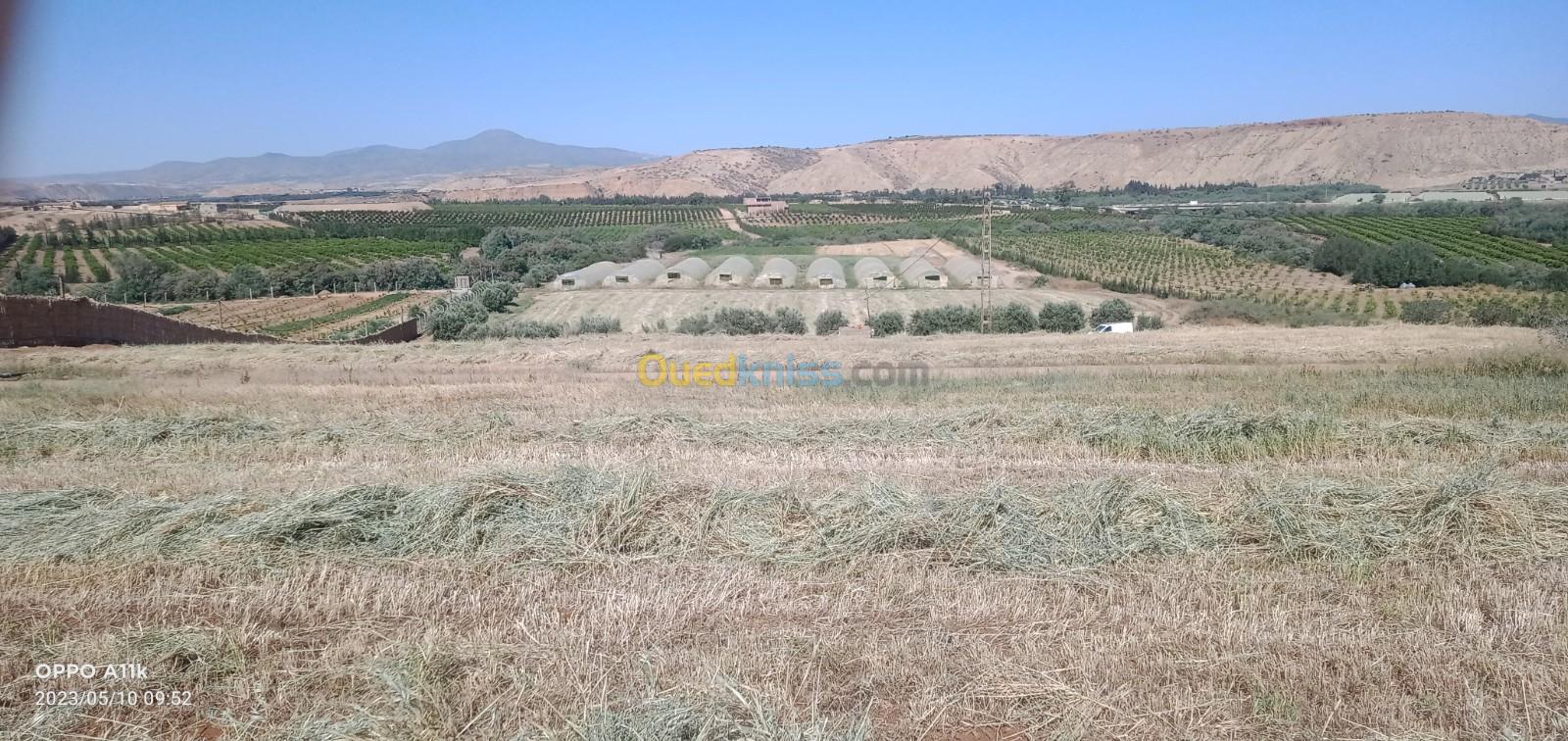 Vente Terrain Tlemcen Zenata