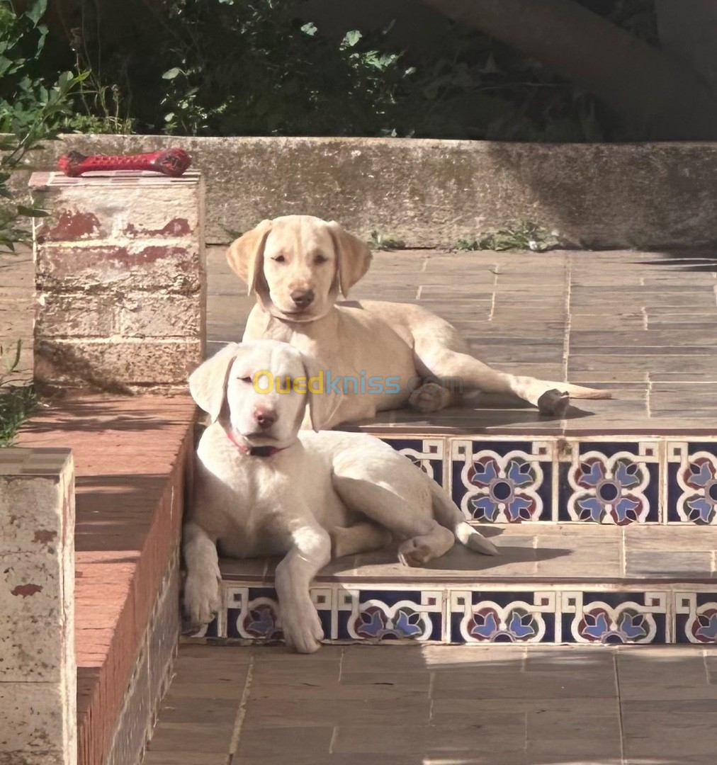 Vend couple chiots labradors mal et femelle pure race 