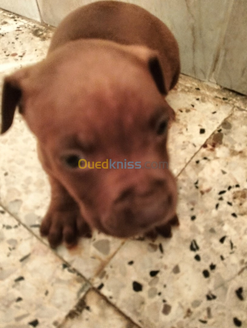 Chiot Américain pitbull terrier red nose 