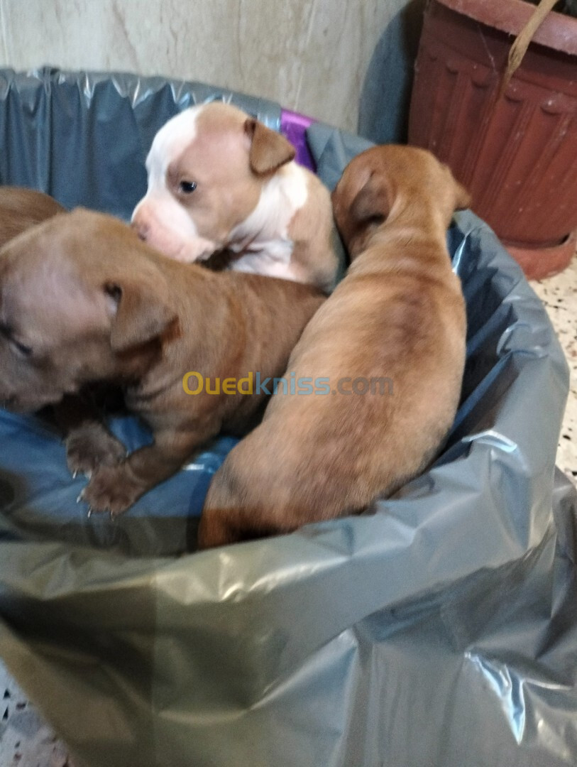 chiots American pitbull terrier red nose