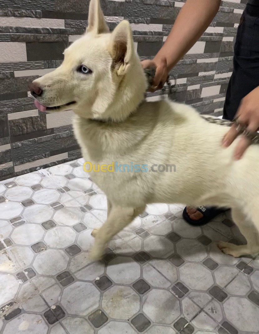 Chienne Husky Sibérien blanc (femelle)