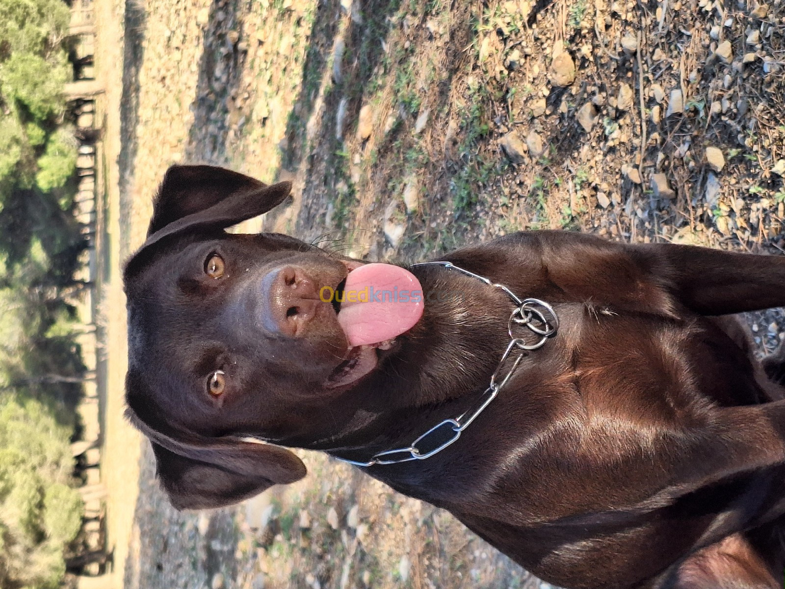 Femelle labrador race pure très bon caractère âgé de 10 mois 