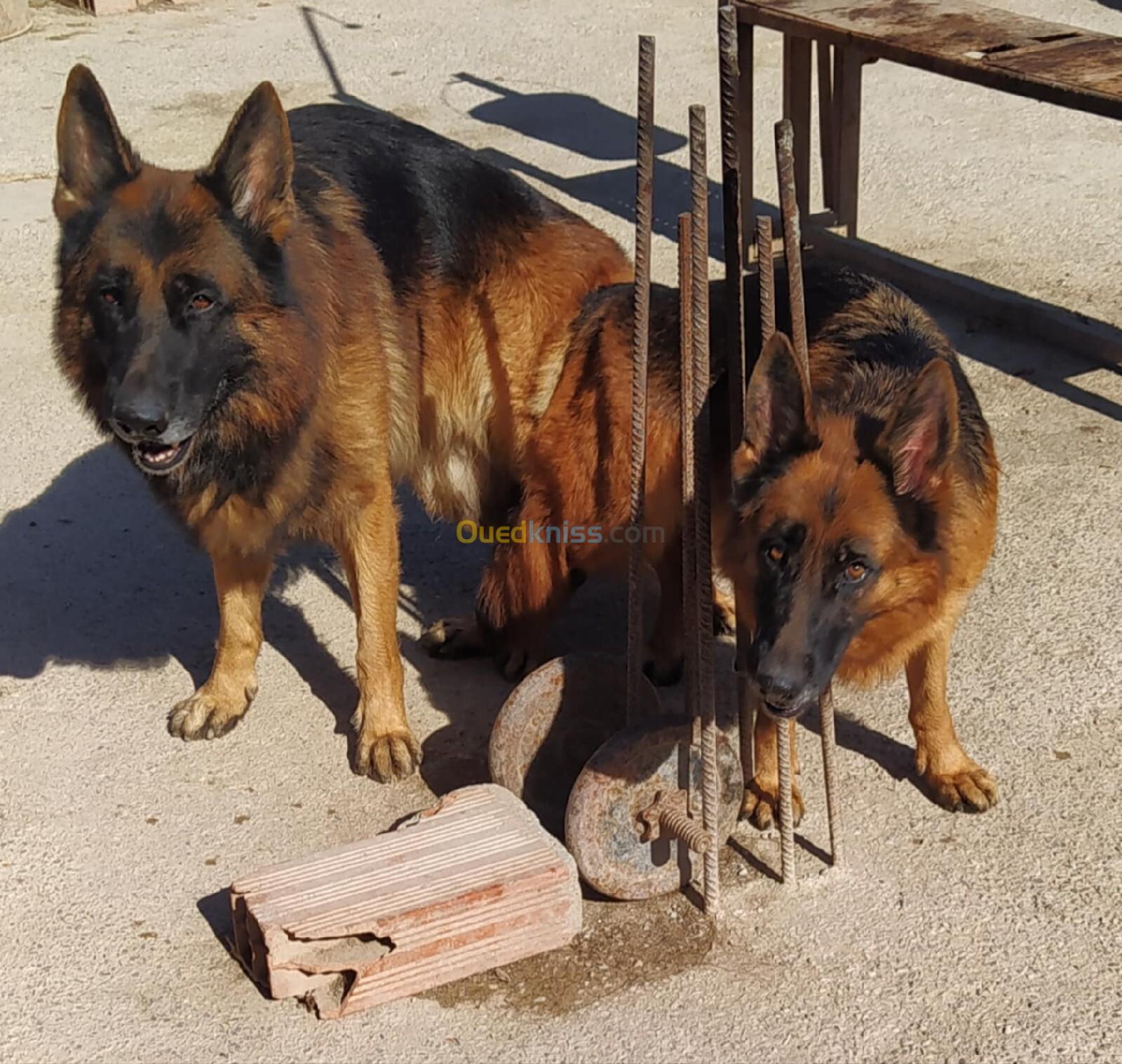 Chiot femelle Berger Allemand pédigré 