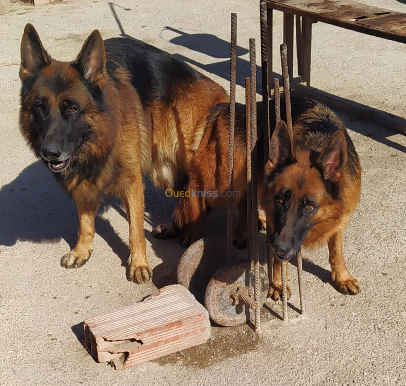 Chiot femelle Berger Allemand 