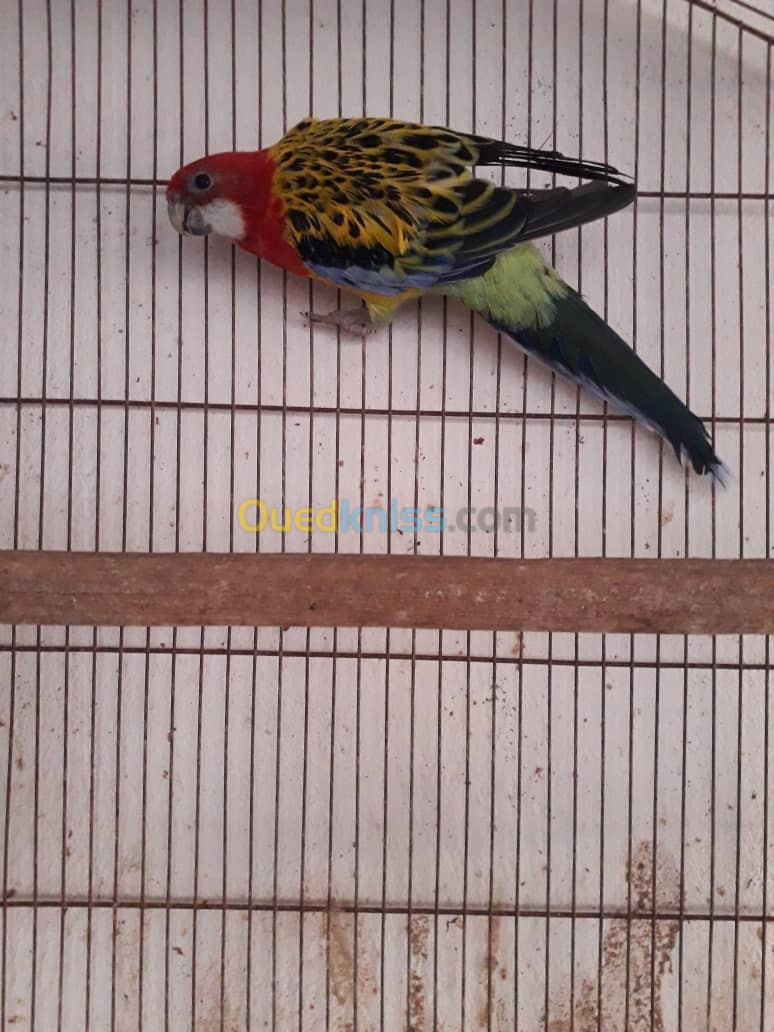 male ROSELLA 