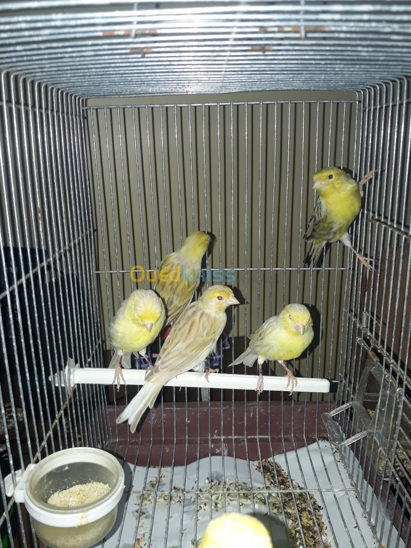 Canari satiné et porteur