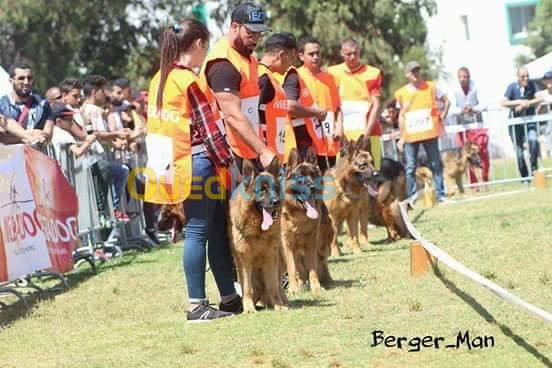 DogCenter dressage et gardiennage de chien